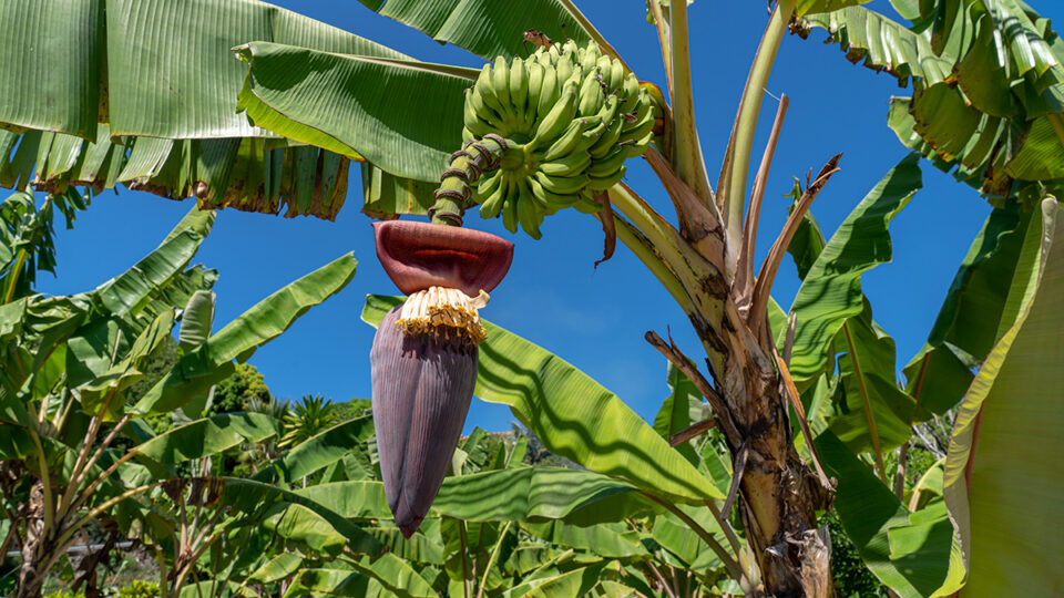 Africa | Seychelles | Banana Tree