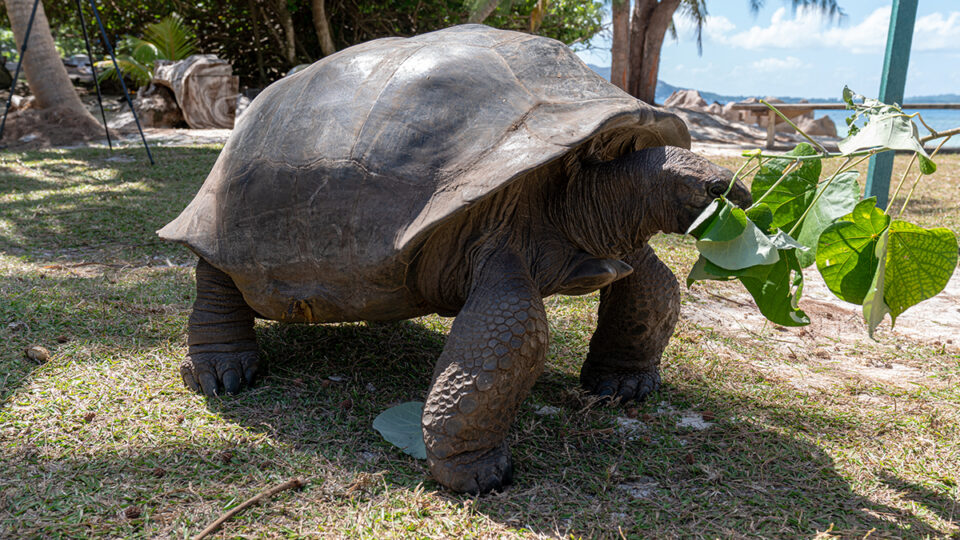 Africa | Seychelles | Turtle