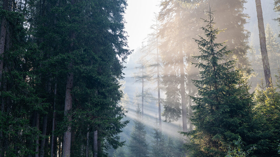 Austria | Staller Sattel | Mist-Sun