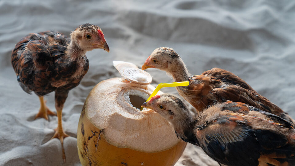 Cambodia | Chicken | Coconut