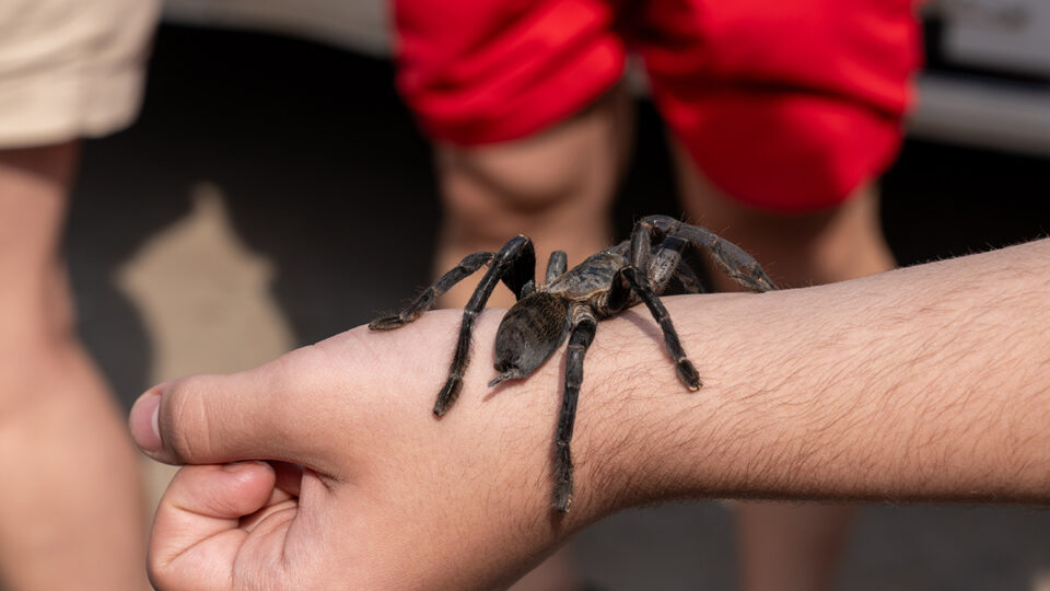 Cambodia | Spider | Hand