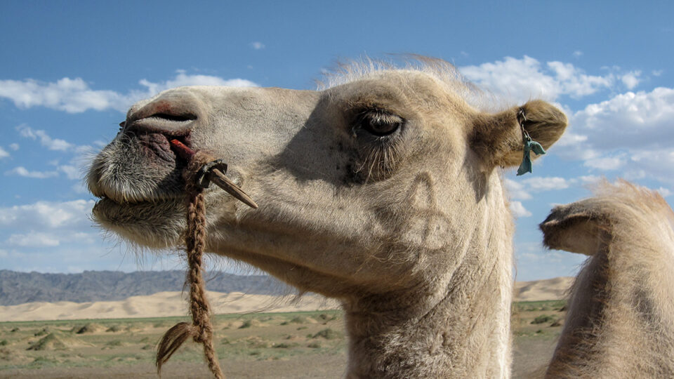 Mongolia | Desert Gobi | Camel